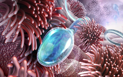 El plasma seminal de hombres vasectomizados como medio de diseminación de bacterias