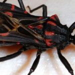 Transmisión oral de Trypanosoma cruzi: una nueva situación epidemiológica de la enfermedad de Chagas en Colombia y otros países suramericanos