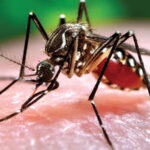 Virus Chikungunya