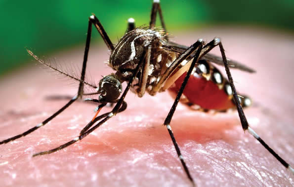 Virus Chikungunya