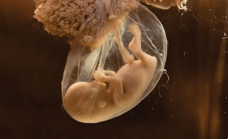 Células madre de cordón umbilical: usos clínicos y perspectivas