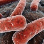 Frecuencia de aislamiento del género Mycobacterium en muestras de orina
