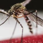Dengue en adultos: diagnóstico, tratamiento y abordaje de situaciones especiales