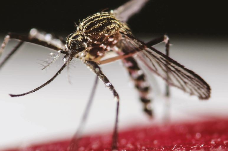 Dengue en adultos: diagnóstico, tratamiento y abordaje de situaciones especiales