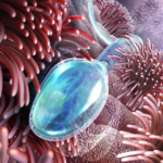 El plasma seminal de hombres vasectomizados como medio de diseminación de bacterias