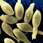 Aportes del estudio de la materia fecal humana