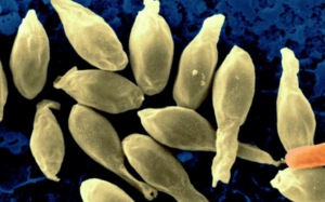 Aportes del estudio de la materia fecal humana
