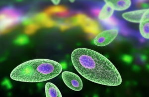 Toxoplasmosis congénita en gemelos