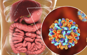 Evaluación de la respuesta inmunológica a tres dosis de la vacuna contra la Hepatitis B en trabajadores de un hospital universitario portugués