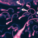 Efecto de la diabetes sobre la espermatogénesis ARTÍCULO ESPECIAL
