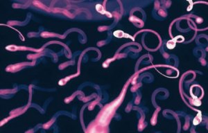 Efecto de la diabetes sobre la espermatogénesis ARTÍCULO ESPECIAL