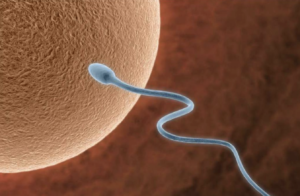Pertinencia del tamizaje genético en donantes de gametos