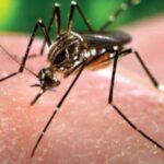 Variables clínicas en pacientes con sospecha de dengue, ingresados en un hospital de campaña
