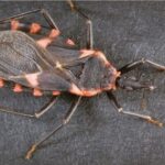La enfermedad de Chagas (Tripanosomiasis Americana)
