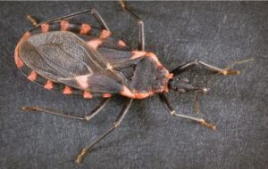 La enfermedad de Chagas (Tripanosomiasis Americana)