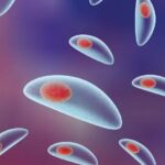 Comparación entre metodologías para la detección de IgG Anti Toxoplasma gondii en suero