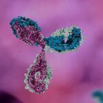 Anticuerpo anti-transglutaminasa tisular en adultos con enfermedad celíaca y su relación con la presencia y duración de la dieta libre de gluten
