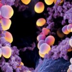 Vigilancia microbiológica de la resistencia bacteriana en Staphylococcus meticilina resistente. Hospital Universitario General Calixto García. Años 2015-2017