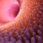 Biomarcadores en enfermedad inflamatoria intestinal: ¿sabe cómo utilizarlos?