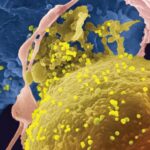 Transmisión parenteral del Virus Linfotrópico T Humano Tipo 1: ¿es un factor de riesgo a considerar para el desarrollo de la leucemia a Células T del adulto?
