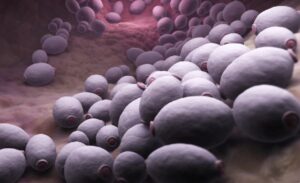 Evaluación del rendimiento de 1,3-Beta-dglucano como apoyo diagnóstico de infecciones invasoras por Candida spp. en pacientes críticos adultos