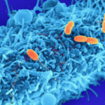 Efectividad del sistema de puntuación de Nugent en el diagnóstico de vaginosis bacteriana