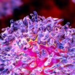 Referencias Bibliográficas 1. Organización Mundial de la Salud. Cáncer. Notas Descriptivas [Publicación periódica en línea] 2017. Febrero [citada: 2017 septiembre 6]. Disponible en: http://www.who.int/mediacentre/factsheets/fs297/es/  2. Marsán Suárez V, Valle Pérez L, Díaz Domínguez G, Macías Abraham C, Machín García S, Lam Díaz RM, et al. Correlación entre morfología y citometría de flujo en la Leucemia Linfoide Aguda Infantil. Rev Cubana Hematol Inmunol Hemoter [Publicación periódica en línea] 2016. Oct-Dic [citada: 2017 octubre 1];32(4):483-93. Disponible en: http://scielo.sld.cu/scielo.php?script=sci_arttext&pid=S0864-02892016000400007&lng=es  3. Tang GS, Wu J, Liu M, Chen H, Gong SG, Yang JM, et al. BCR-ABL1 and CD66c exhibit high concordance  in minimal residual disease detection  of adult B-acute lymphoblastic leukemia. Am J Transl Res. 2015 Mar;7(3):632-9.  4. Organización Panamericana de la Salud. Diagnóstico Temprano del Cáncer en la Niñez AIEPI [en línea]. Washington: OPS; 2014. [Citado: 2018 enero 19];6-10. Disponible en: https://www.paho.org/hq/index.php?option=com_content&view=article&id=10277:2014-publication-early-diagnosis-of-childhood-cancer&Itemid=42042&lang=es  5. International Agency for Research on Cancer. World Health Organization. GLOBOCAN 2012, Estimated cancer incidence, mortality and  prevalence worldwide in 2012 [en línea] Lyon, France: IARC; 2016. [Citado: 2017 diciembre 12]. Disponible en: http://globocan.iarc.fr/Pages/online.aspx  6. Pardo RC, Cendales DR. Incidencia, mortalidad y prevalencia de cáncer en Colombia, 2007-2011 [en línea]. Bogotá: Instituto Nacional de Cancerología; 2015. [Citado: 2017 septiembre 15]. Disponible en: http://www.cancer.gov.co/files/libros/archivos/incidencia1.pdf  7. Ministerio de Salud y Protección Social, Colciencias. Guía de Práctica Clínica para la detección oportuna, diagnóstico y seguimiento de leucemia linfoide aguda y leucemia mieloide aguda en niños, niñas y adolescentes [en línea]. Bogotá: Min Salud; 2013. [Citado: 2018 enero 22]. Disponible en: http://gpc.minsalud.gov.co/gpc_sites/Repositorio/Conv_500/GPC_leucemia_linfoide_mieloide/gpc_leucemia_linf_mieloide_profesionales.aspx  8. Téllez Ávila FI, García Osogobio SM. El antígeno carcinoembrionario: a propósito de un viejo conocido. Rev Invest Clin [Publicación periódica en línea] 2005. Nov-Dic [citada: 2017 noviembre 23];57(6):814-819. Disponible en: http://www.scielo.unam.mx/pdf/ric/v57n6/v57n6a7.pdf  9. Hermansent C, Rodriguez L, Alamo M, Albarracín V, Bardavid C, Blake P. Valor del antígeno carcino embrionario en la evaluación de pacientes con cáncer de recto. Rev Chil Cir. 1997 Oct;49(5):520-5.  10. Ratei R, Karawajew L, Schabath R, Ehrfeldt A, Grunert F, Ludwig, WD. Differential expression of the carcinoembryonic antigen-related cell  adhesion molecules pan CD66, CD66a, CD66c and sialyl-Lewis x (CD15s) on blast cells of acute leukemia. Int J Hematol. 2008 Feb;87(2):137-42.  11. Martínez FF, Cervi L ,Knubel CP, Panzetta-Dutari GM, Motran CC. The Role of Pregnancy-Specific Glycoprotein 1a (PSG1a) in Regulating the  Innate and Adaptive Immune Response. AJRI. 2013 Feb;69(4):383-94.  12. Casado J, Iñigo-Chaves A, Jiménez-Ruiz SM, Ríos-Arrabal S, Carazo-Gallego A, González-Puga C, et al. AA-NAT, MT1 and MT2 Correlates  with Cancer Stem-Like Cell Markers in Colorectal Cancer: Study of the Influence of Stage and p53 Status of Tumors. Int J Mol Sci.2017;18(6):1251.  13. Kalina T, Vaskova M, Mejstrikova E, Madzo J, Trka J, Stary J, et al. Antígenos mieloides en la infancia leucemia linfoblástica: los datos clínicos apuntan a la regulación de CD66c distintos de otros antígenos mieloides. BMC Cancer. 2005;5:38-42.  14. Medical&Biological Laboratories. Anti-CD66c (KOR-SA3544) (Human) mAb-FITC [en línea] Seúl: MBL; 2017. [citado: 2017 enero 18]. Disponible en: http://ruo.mbl.co.jp/bio/dtl/dtlfiles/D028-4-v4.pdf  15. Löf L, ArngårdenL, Olsson-Strömberg U, Siart B, Jansson M, Dahlin J, et al. Flow Cytometric Measurement of Blood Cells with BCR-ABL1 Fusion Protein in Chronic Myeloid Leukemia. Sci Rep. 2017 Apr 4;7(1):623. doi: 10.1038/s41598-017-00755-y.  16. Chan CHF, Stanners CP. Recent advances in the tumour biology of the GPI-anchored Carcinoembryonic antigen family members CEACAM5 and CEACAM6. Curr Oncol. 2007 Apr;14(2):70-3.  17. Ismail M, Zaghloul A, Abdulateef N,Morsi H. Membranous Expression of pan CD66, CD66a, CD66b, and CD66c and their Clinical Impact in  Acute Leukemia: Cross Sectional Longitudinal Cohort Study in Saudi Arabia. J Leuk. 2017. Apr;5(2):230-9.  18. Girnius N, Davis RJ. JNK Promotes Epithelial Cell Anoikis by Transcriptional and Post-translational Regulation of BH3-Only Proteins. Cell  Reports. 2017 Nov;21:1910-21.  19. Albarrán Somoza B, Daneri Navarro A. CEACAM1: una molécula multifuncional. RevMéd Extensión Portuguesa-ULA. 2007. Abr;1(2):67-72.  20. Porwit A,Béné MC Eds. Multiparameter Flow cytometry in the diagnosis of hematologic malignancies. London: University Printing House;2018.  21. Johnson B, Mahadevan D. Emerging Role and Targeting of Carcinoembryonic Antigen-related Cell Adhesion Molecule 6 (CEACAM6) in Human Malignancies. Clin Cancer Drugs. 2015 Feb;2(2):100-11.  22. Kiyokawa N, Iijima K, Tomita O, Miharu M, Hasegawa D, Kobayashi K, et al. Significance of CD66c expression in child hood acute lymphoblastic  leukemia. Leuk Res. 2014 Jan;38(1):42-8.  23. Larripa I. Rearreglos genómicos en leucemias agudas. Su significado clínico. Simposio diagnóstico de las leucemias agudas en el siglo XXI. Hematología (Argentina) [Internet]. 2012 Oct [Citado: 2017 noviembre 20];16 (No Extraordinario):83-4. Disponible en:  http://www.sah.org.ar/revista/numeros/Vol16-n-extra_simposio.pdf  24. Loghavi S, Kutok JL, Jorgensen JL. B-Acute Lymphoblastic Leukemia/Lymphoblastic Lymphoma. Am J Clin Pathol. 2015 Nov;144(3):393-410.  25. Jiménez-Morales S, Hidalgo-Miranda A y Ramírez-Bello J. Acute lymphoblastic leukemia: a genomic perspective. Bol Med Hosp Infant Med. 2017 Jan-Feb;74(1):13-26.  26. Gutiérrez MI. Mutaciones en Leucemias Agudas como Factor Pronóstico. Simposio diagnóstico de las leucemias agudas en el sigloXXI.  Hematologia (Argentina)[Internet]. 2012 Oct [Citado: 2017 noviembre 20];16(No Extraordinario):85-86. Disponible en:   http://www.sah.org.ar/revista/numeros/Vol16-n-extra_simposio.pdf  27. Owaidah TM, Rawas FI, Al khayatt MF y Elkum NB. Expression of CD66c and CD25 in acute lymphoblastic leukemia as a predictor of the  presence of BCR/ABL rearrangement. Hematol Oncol Stem Cell Ther. 2008 Jan;1(1):34-7.  28. Russell LJ, Jones L, Enshaei A, Tonin S, Ryan SL, Eswaran J, et al. Characterization of the genomic landscape of CRLF2-rearranged acute  lymphoblastic leukemia. Genes Chrom Cancer. 2017 May;56(5):363-72.  29. Herold T, Schneider S, Metzeler KH, Neumann M, Hartmann L, Roberts KG, et al. Adults with Philadelphia chromosome-like acute lymphoblastic  leukemia frequently have IGH-CRLF2and JAK2 mutations, persistence of minimal residual disease and poor prognosis. Haematologica. 2017 Jan;102(1):130-8.  30. Vesely C, Frech C, Eckert C, Cario G, Mecklenbräuker A, Zur Stadt U, et al. Genomic and transcriptional landscape of P2RY8-CRLF2-positive childhood acute lymphoblastic leukemia. Leukemia. 2017;31(7):1491-501.  31. Huang YJ, Coustan-Smith E, Kao HW, Liu HC, Chen SH, Hsiao CC, et al. Concordance of two approaches in monitoring of minimal residual  disease in B-precursor acute lymphoblastic leukemia: Fusion transcripts and leukemia-associated immunophenotypes. J Formos Med Assoc. 2017;116(10):774-81.  32. Rocha JM, Xavier S, Souza ME, Assumpção J, Murao M de Oliveira BM. Current strategies for the detection of minimal residual disease in  childhood acute lymphoblastic leukemia. Mediterr J Hematol Infect Dis. 2016;8(1):e2016024, Doi: http://dx.doi.org/10.4084/MJHID.2016.024  33. Tang GS, Wu J, Liu M, Chen M, Gong SG, Yang JM, et al. BCR-ABL1 and CD66c exhibit high concordance in minimal residual disease  detection of adult B-acute lymphoblastic leukemia. Am J Transl Res. 2015;7(3):632-9.  34. Theunissen P, Mejstrikova E, Sedek L, van der Sluijs-Gelling AJ, Gaipa G, Bartels M, et al. Standardized flow cytometry for highly sensitive MRD  measurements in B-cell acute lymphoblastic leukemia. Blood. 2017 Jan;129(3):347-57.  35. Jaso J, Thomas DA, Cunningham K, Jorgensen JL, Kantarjian HM, Medeiros LJ, et al. Prognostic  significance of  immunophenotypic  and  karyotypic features of Philadelphia positive B-Lymphoblastic leukemia in the era of tyrosine kinase inhibitors. Cancer. 2011 Sep;117(17):4009-17.   Todo el contenido de esta revista, excepto dónde está identificado, está bajo una Licencia Creative Commons 