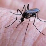 Identifican nuevos blancos terapéuticos para frenar al virus del dengue
