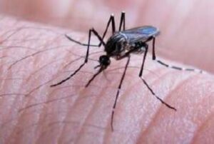 Identifican nuevos blancos terapéuticos para frenar al virus del dengue