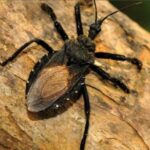 Estudio de Seroprevalencia de la Enfermedad de Chagas