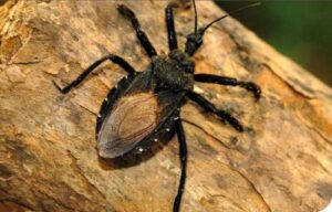 Estudio de Seroprevalencia de la Enfermedad de Chagas