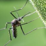 Virus Chikungunya: Parte II Vigilancia y respuesta ante brotes