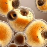 Quemerina: Un posible biomarcador del proceso proinflamatorio en tejido adiposo blanco