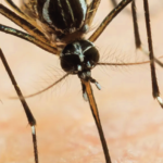PCR como técnica molecular más utilizada en el diagnóstico del virus del dengue. Revisión sistemática