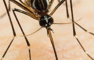 PCR como técnica molecular más utilizada en el diagnóstico del virus del dengue. Revisión sistemática