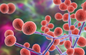 Susceptibilidad in vitro a antifúngicos de especies de Candida