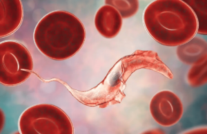 Concordancia entre una prueba in-house de inmunofluorescencia indirecta y un test comercial de hemoaglutinación indirecta para la detección de anticuerpos anti-Trypanosoma cruzi